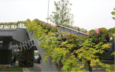 人行天桥垂直绿化花盆